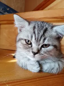 Шатланские котята