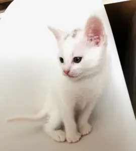 Кошки