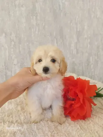 Щенки дизайнерской породы maltipoo мальтипу девочки и мальчик