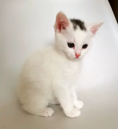 Кошки