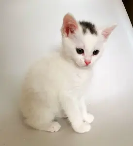 Кошки