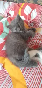 Котята