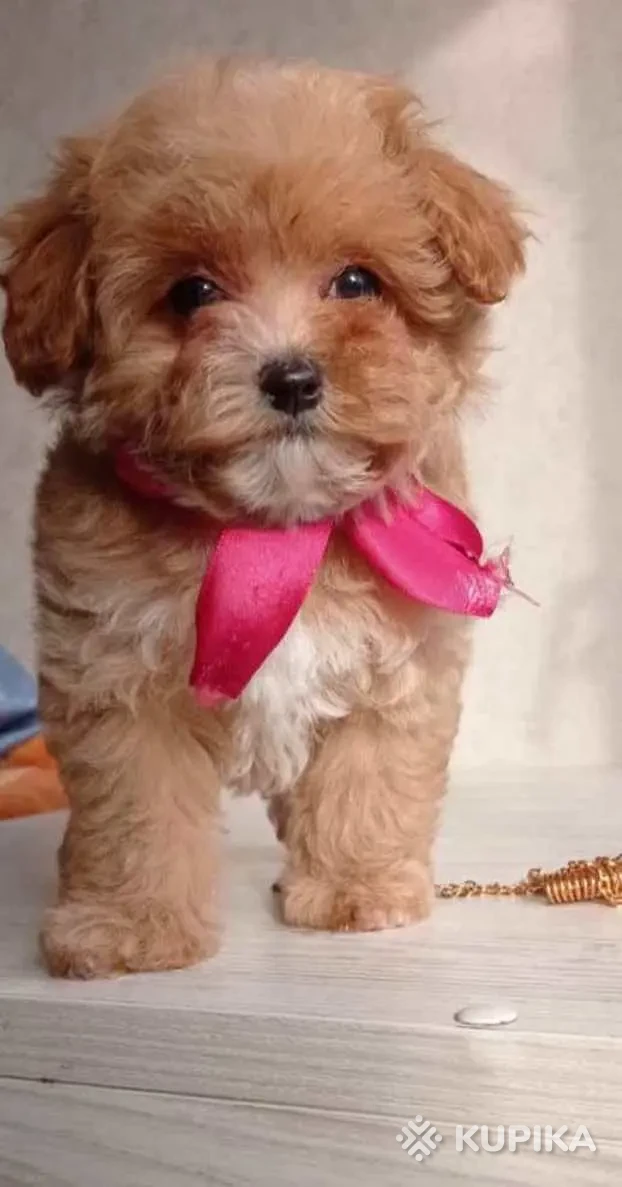 Recycler maltipoo best sale