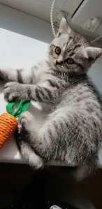 Шатланские котята
