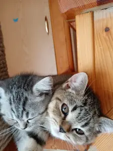 Шатланские котята