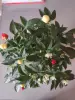 Перчики комнатные