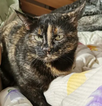 Кошки