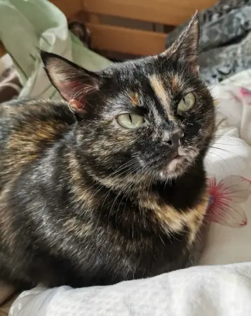 Кошки