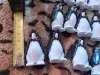 Армия пингвинов