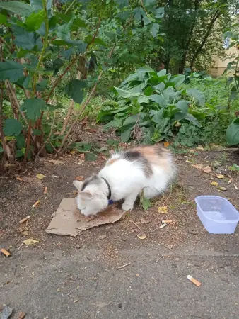 КОШЕЧКА ищет новый дом!) Даром!