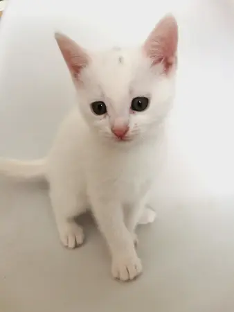 Кошки