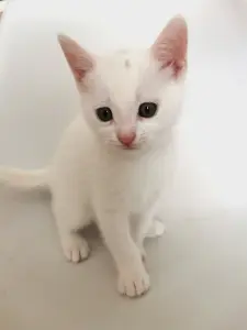 Кошки