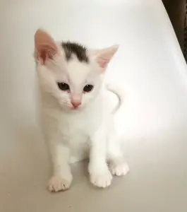 Кошки