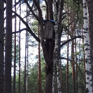 Мёд дикий, лесной, натуральный, бортевой