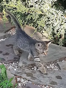 Котята в дар