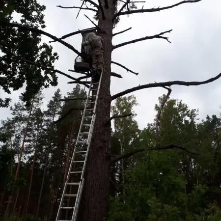 Мёд дикий, лесной, натуральный, бортевой