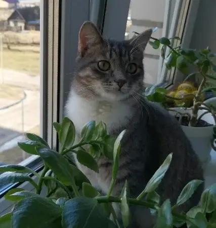 Кошки