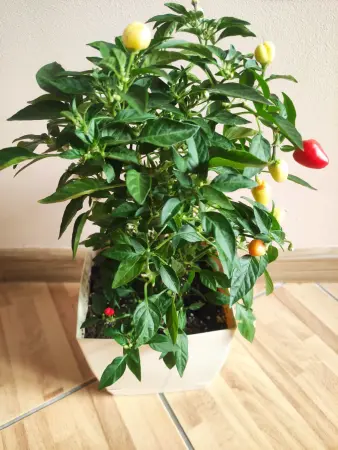 Перчики комнатные