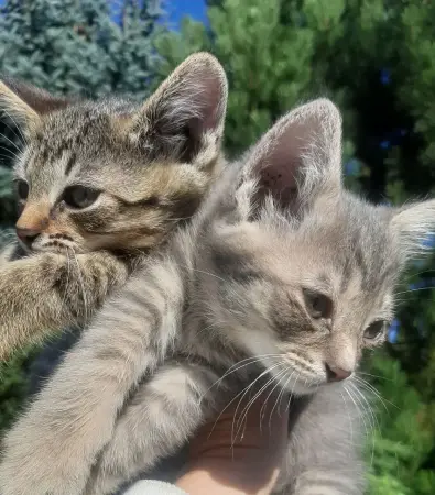 Котята в дар