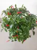 Перчики комнатные