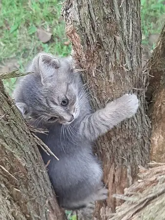 Котята в дар - Волковыск - 72200 - Доска объявлений Kupika.by - Фото 2