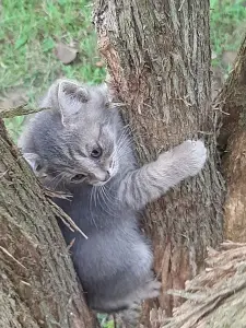 Котята в дар