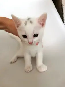 Кошки