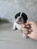 Щенки французского бульдога