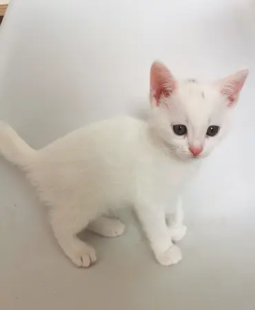 Кошки