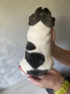 Щенки французского бульдога