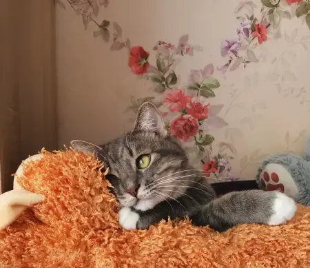 Кошки