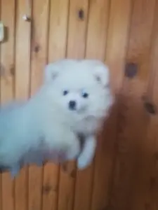 Щенок шпица девочка