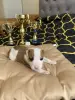 Американский Стаффордширский Терьер