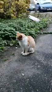 Рыжий кот в дар