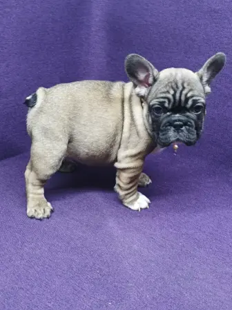 Французский бульдог - Вся Беларусь - 84236 - Доска объявлений Kupika.by - Фото 2