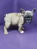 Французский бульдог - Вся Беларусь - 84236 - Доска объявлений Kupika.by - Фото 2
