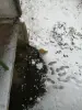 Рыжий кот в дар