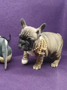 Французский бульдог