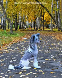 Кобель кхс.Вязка