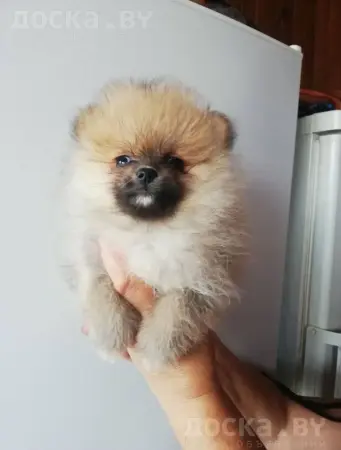 Щенок шпица девочка