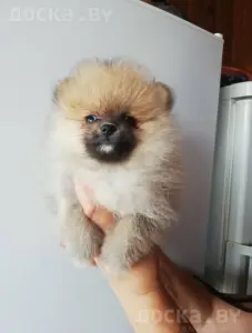Щенок шпица девочка