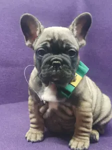 Французский бульдог