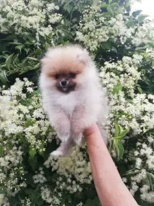 Щенок шпица девочка