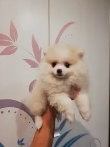 Щенок шпица девочка