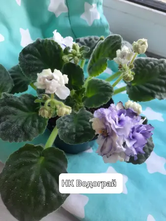 Фиалки сортовые