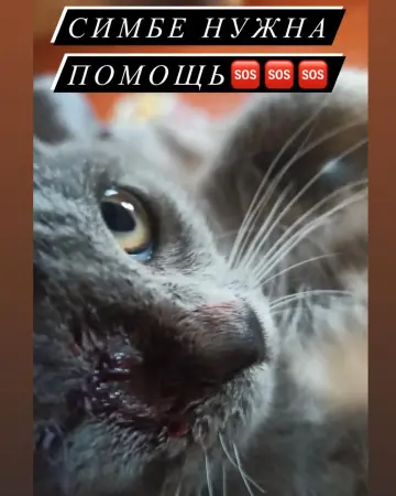 Котенок в Добрые руки