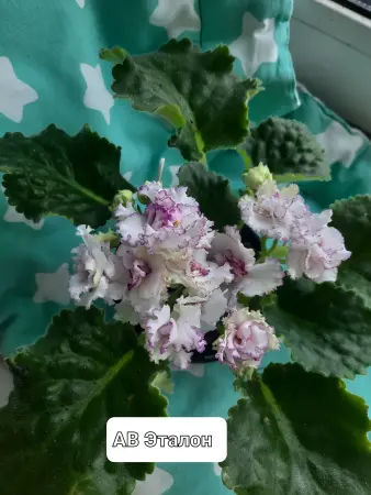 Фиалки сортовые