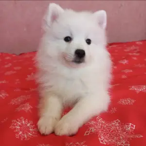 Японский шпиц