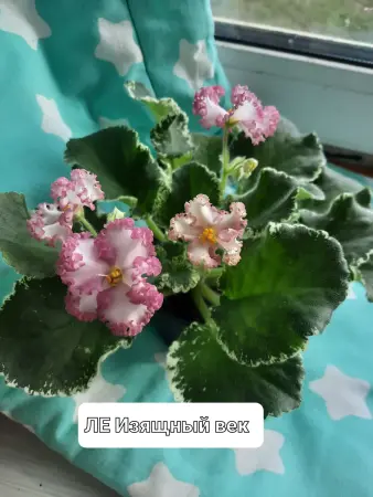 Фиалки сортовые