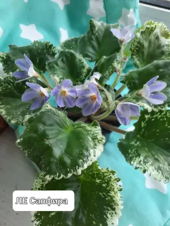 Фиалки сортовые
